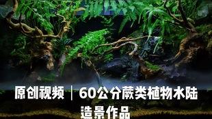 成人木头造景教程视频,打造自然生态艺术空间